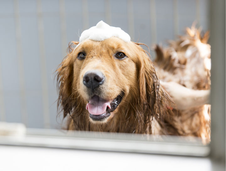 $city Pet Groomers